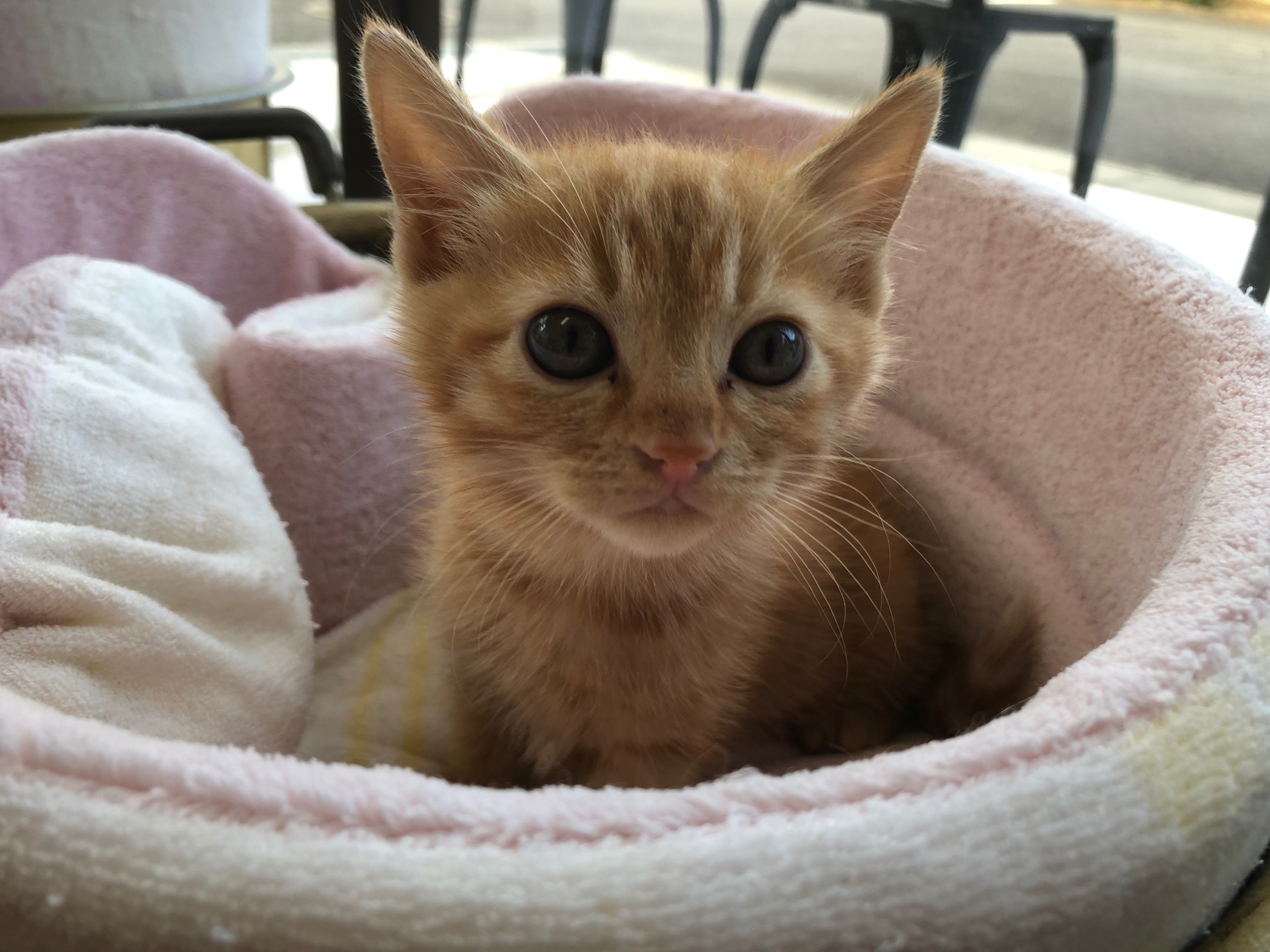 埼玉県庁 保護犬 保護猫を家族に迎えてみませんか 動物指導センターでは 県内で収容された犬猫を一般の方に譲渡しています あなたとのご縁を待っている犬猫たちを家族の一員として迎えてみませんか 詳しくはｈｐから T Co Ttydhy4dul