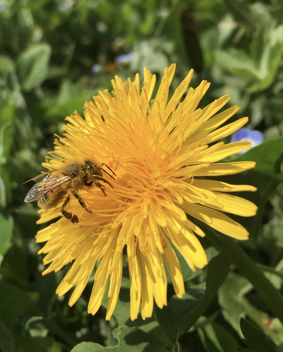 fforbees's tweet image. C'est grâce à ces milliers de poils branchus que l'abeille assure ce service écosystémique si important pour l'humanité :La #Pollinisation. Ici, l'abeille est recouverte de pollen de Pissenlit. #biodiversite