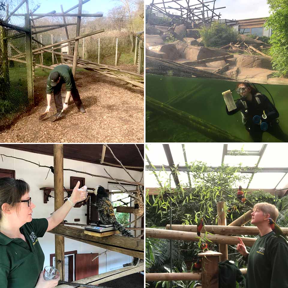 It’s all hands on deck to get Colchester Zoo ready for reopening! Windows are cleaned, paths are swept and the shop restocked! See you soon! 🤗🐘🐆🐯🐒💛 #NotLongToGo #GettingReady #WorkingHard #ColchesterZoo