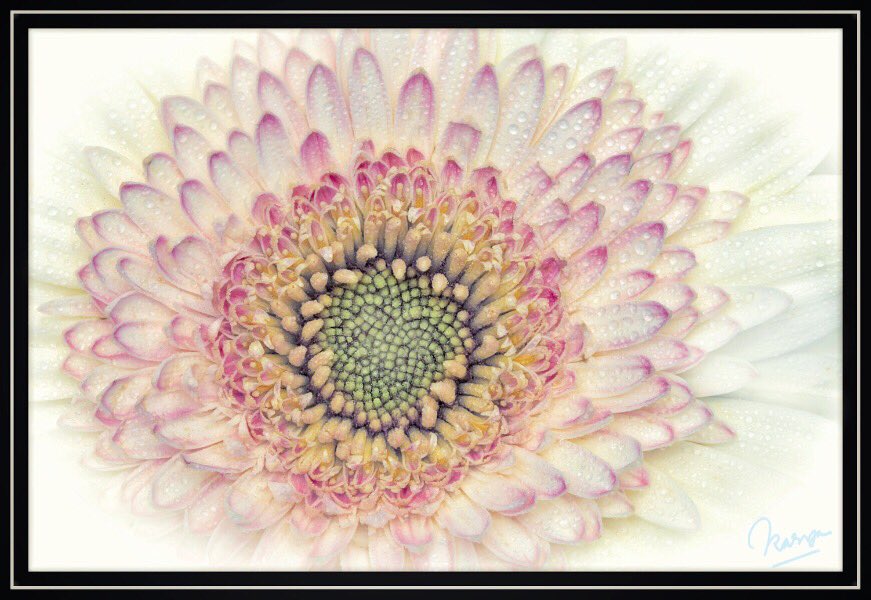 kasetia21's tweet photo. The Gerbera https://t.co/98fFfzuyQR