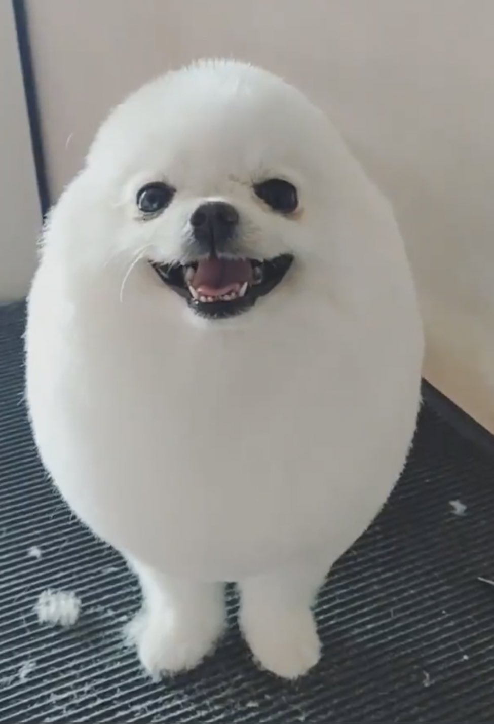 Anne リアル犬卵 渡辺翔太 犬卵