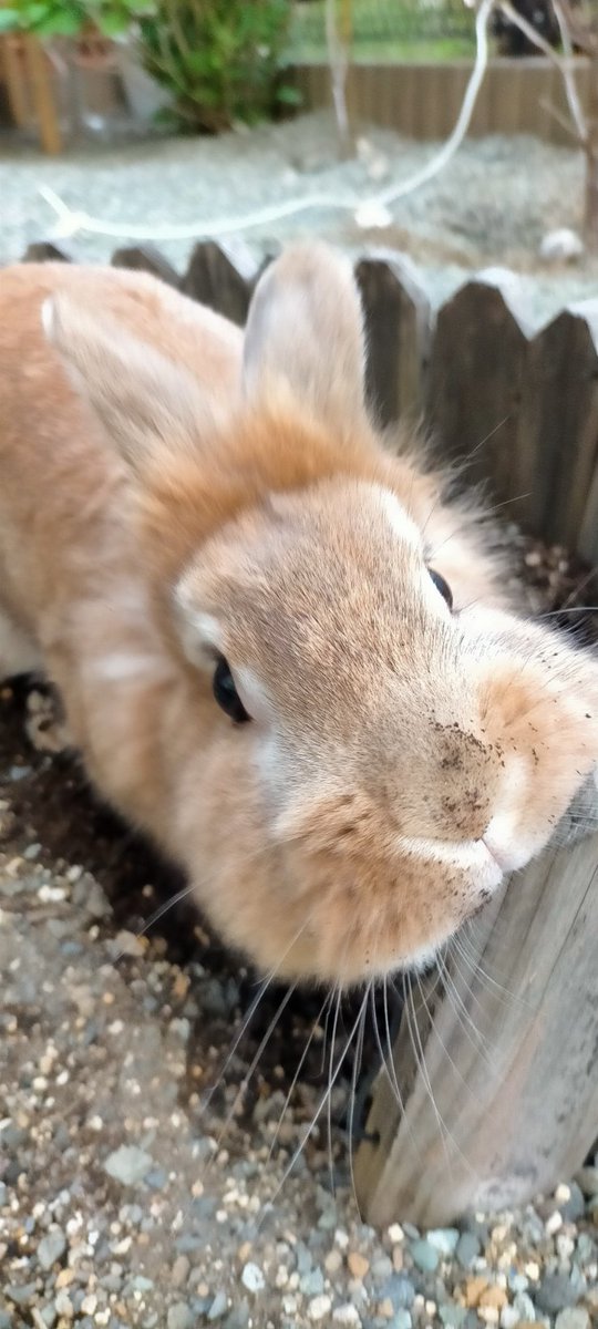 モドちゃん ガムシャラ穴掘りと 匂いつけで 忙しそう うさぎ うさぎのいる暮らし Rabbit Bunnychallenge