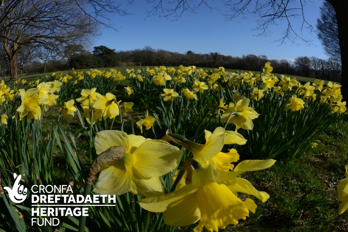 VisionFountain's tweet photo. Daffodils bring spring to Heath Park.
#15MinuteHeritage #HeathPark #AParkForOutTime #communityfilm project is back to the park.
@HeritageFundUK
#Cardiff #Wales #heritage #digitalstory #digitalstorytelling #storytelling #heritagedigital #heritagestory #visionfountain https://t.co/mmwjOPFVvh