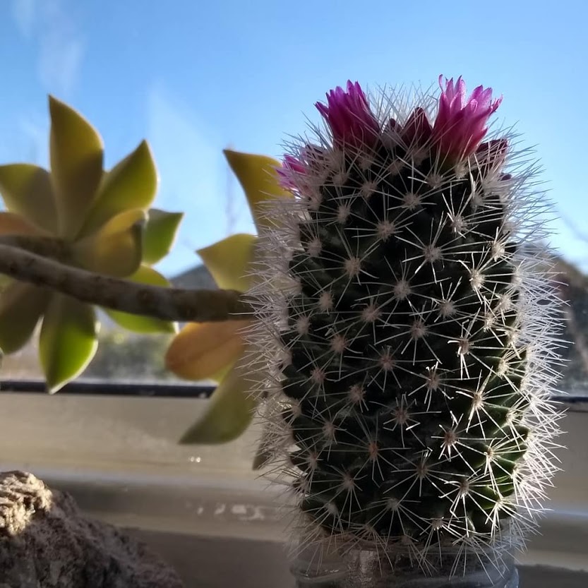 The anticipation and joy I get from this little guy coming into flower each year will never fade! A wedding favour from 2018 :)