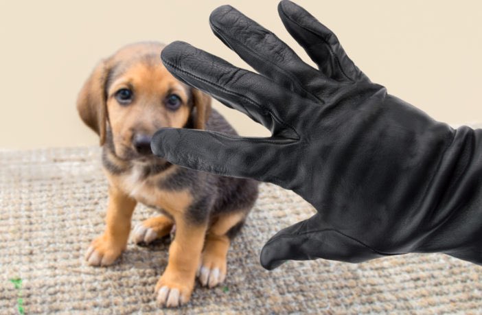 Dog Theft: What can we infer from the evidence so far? ‘Dr Allen and Dr Selby-Fell stress the importance of treating police recorded crime data with caution, and of recognising the range of limitations associated with it.’ Click the link, find out more …a-4091-a177-e9575496f5c8.filesusr.com/ugd/dfd928_0be… RT