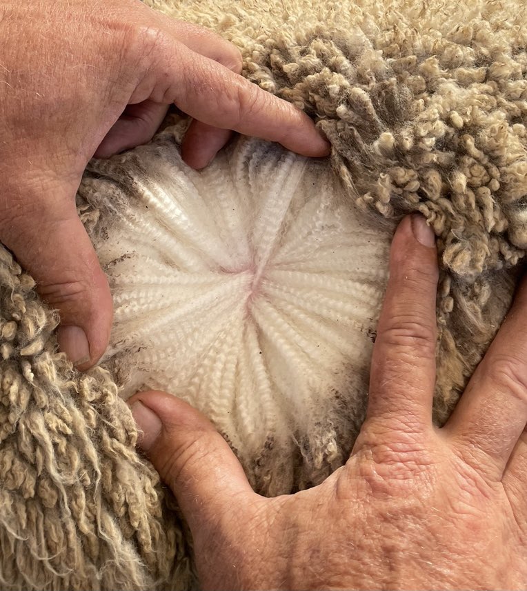 Found some time before the seeding madness to get the boys in for a look. This guy has made the cut for the 21 sale team