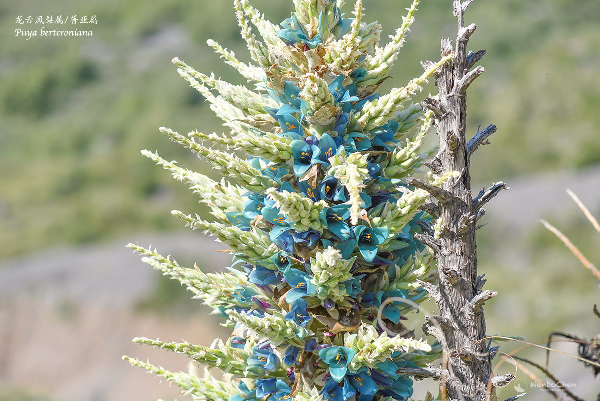 Wenbo77's tweet photo. Plant of Chile: #Puya berteroniana on the western slope of the Andes in central Chile, one of the few cold-tolerant species in the #Bromeliaceae family (-7 °C), endemic to Chile. 
#floraofchile #智利植物 #凤梨科 #普亚属 #龙舌凤梨属 https://t.co/nDZhtUCybp