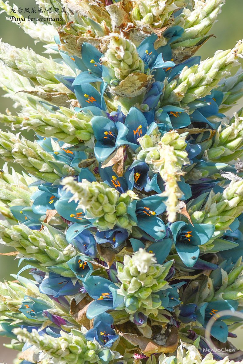 Wenbo77's tweet photo. Plant of Chile: #Puya berteroniana on the western slope of the Andes in central Chile, one of the few cold-tolerant species in the #Bromeliaceae family (-7 °C), endemic to Chile. 
#floraofchile #智利植物 #凤梨科 #普亚属 #龙舌凤梨属 https://t.co/nDZhtUCybp