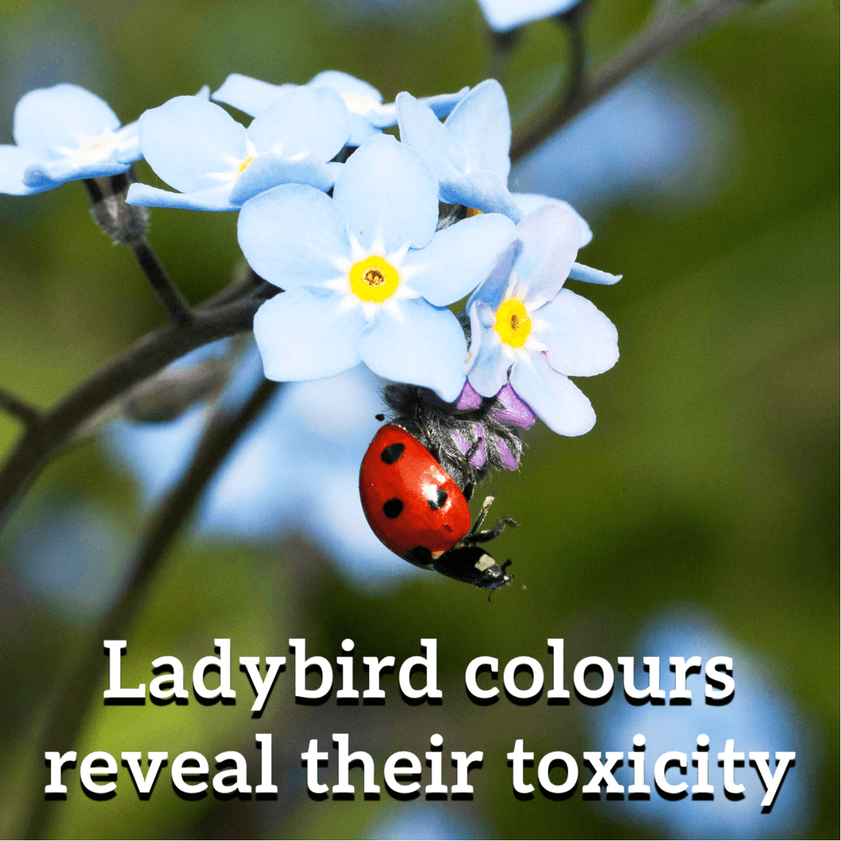BitesSci's tweet photo. Did you know... Ladybird colours reveal their toxicity. Those who are the most colourful are also the most toxic. #fact #facts #knowledge #didyouknow #factz #facts101 #amazingfacts #factsoflife #love #science #Scifacts #knowledgeispower #generalknowledge https://t.co/IW8kHLKQSj