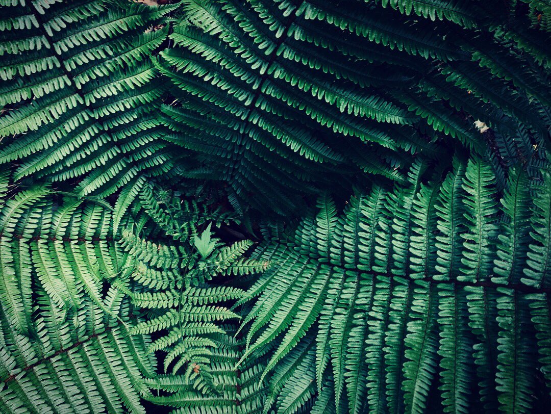 _thequietplace's tweet image. Ferns are said to bring good luck and symbolise eternal youth, humility and sincerity in the language of flowers. People believed the seeds were invisible and found once a year on St John’s Eve (at the summer solstice). With them you could talk to birds! #FolkloreThursday 🌱💚