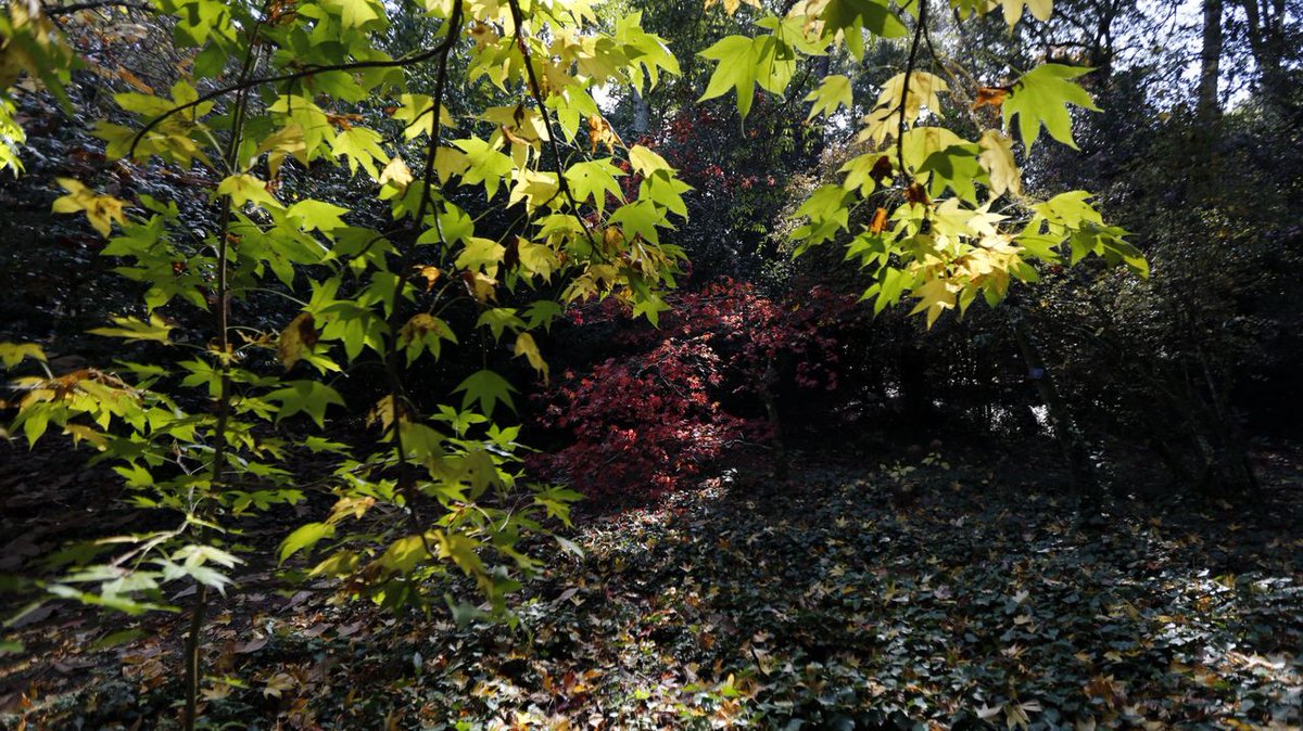 eusumogal's tweet photo. 🤔❓ Canto vale un bosque? Un proxecto de investigación do @CSIC trata de poñerlle prezo
#sostibilidade #CMVMC
👇👇
https://t.co/gIVZG81ltv https://t.co/QBDq666WpL