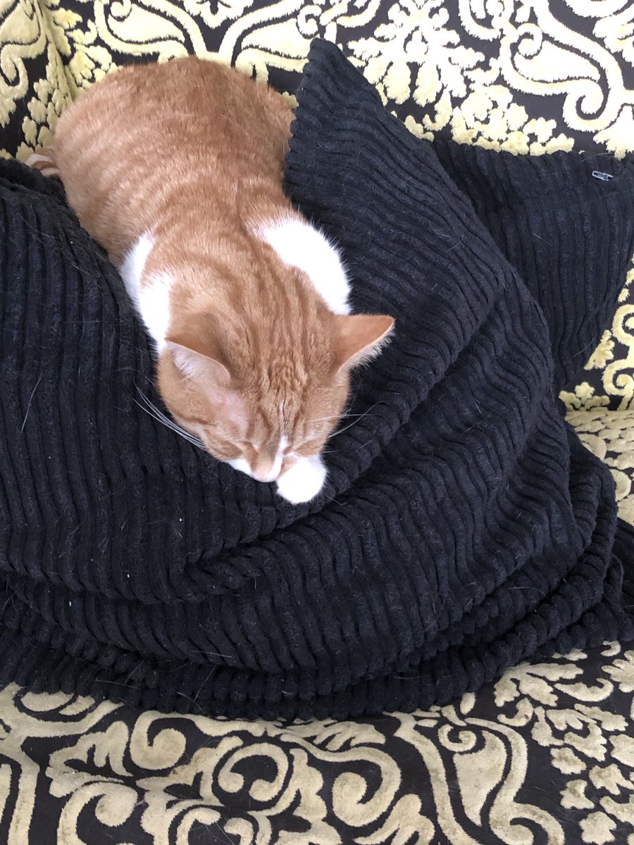 Susan_Rae1's tweet image. Vertical snoozing #deepconcentration