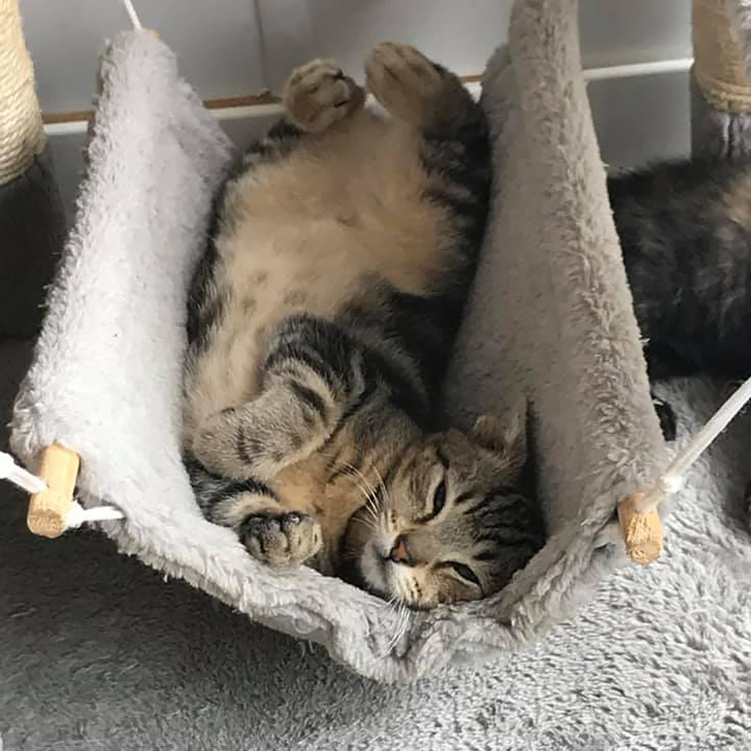 RomneyCats's tweet photo. Pet birthday or re-homing date coming up? Why not celebrate their special day & help the #RomneyHouse #cats at the same time by making a donation or asking friends and family to support our charity? https://t.co/okYG84vUcS https://t.co/UvOzBlrEVX