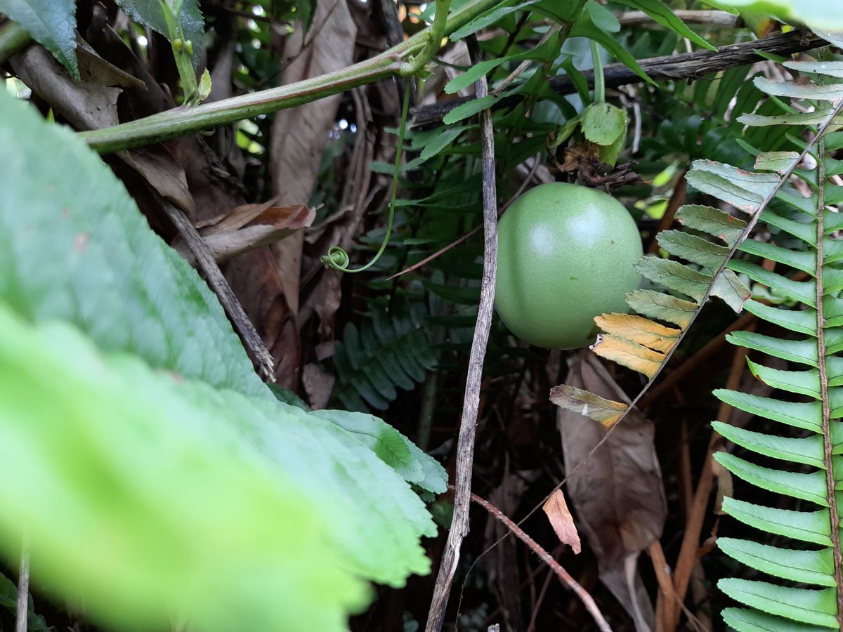 tongamp_g's tweet image. #Christmas2020🇵🇬