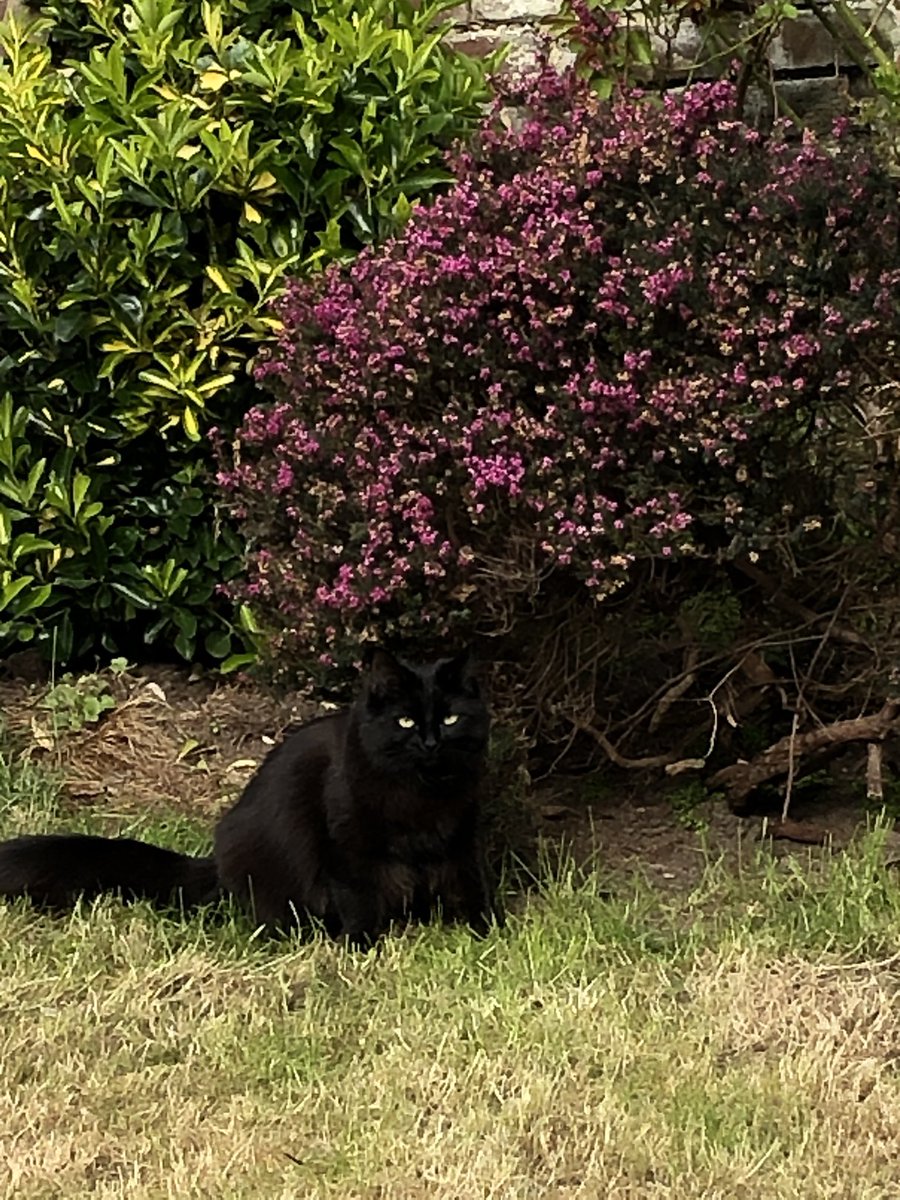 Jaxcross69's tweet image. Out in the garden on pawtrol inspecting the pretty heather! #CatsOfTwitter #Blackcats #Garden #Pawtrol