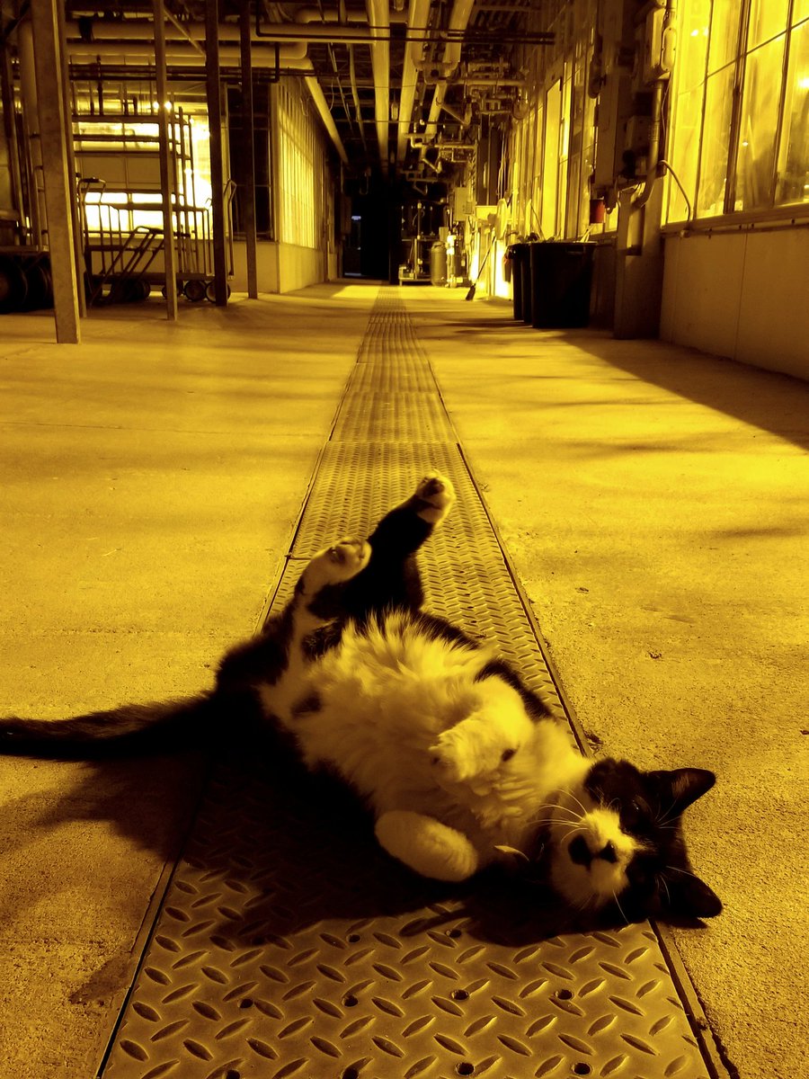 Running a sunrise-til-sunset experiment means getting to the greenhouse *very* early. Thankfully the #greenhousecat (senior mousing technician) was there to dispel the spookiness <a href="/vinelandrsrch/">Vineland Research and Innovation Centre</a>   #thethingswedoforscience
#biocontrolresearch
