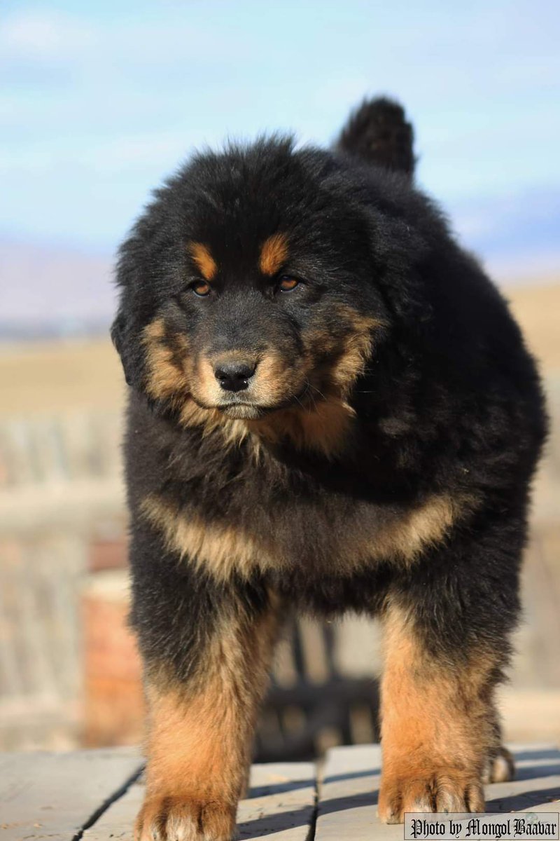 300к утас авна