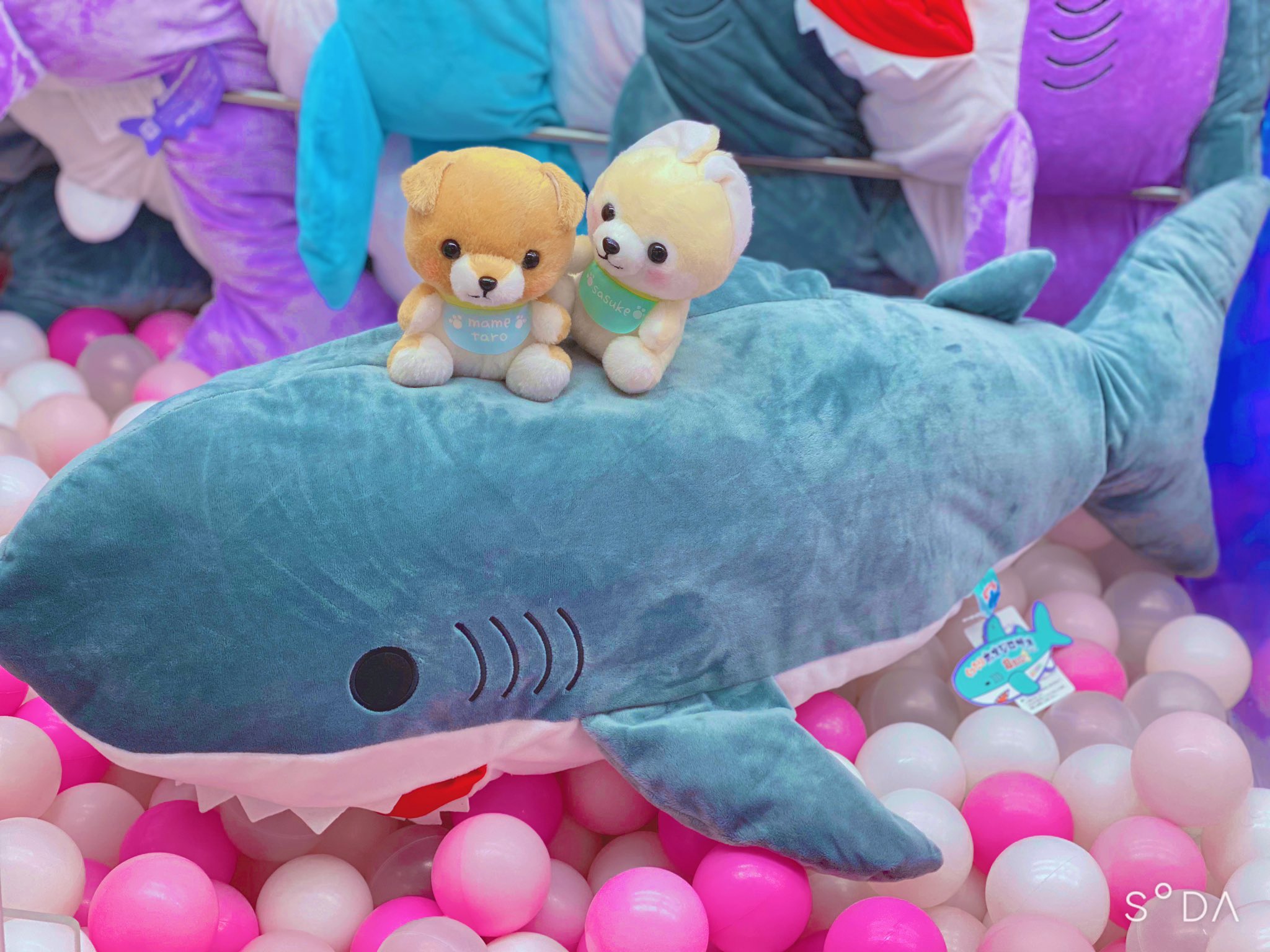 Gao歌舞伎町店 Amufun直営店 前回大好評だったシリーズの第二弾が登場 くったりホオジロザメ超big2 全長なんと1m スタンダートサイズが10体ぐらい乗せられちゃいそうなギガントサイズのサメくんです Gao歌舞