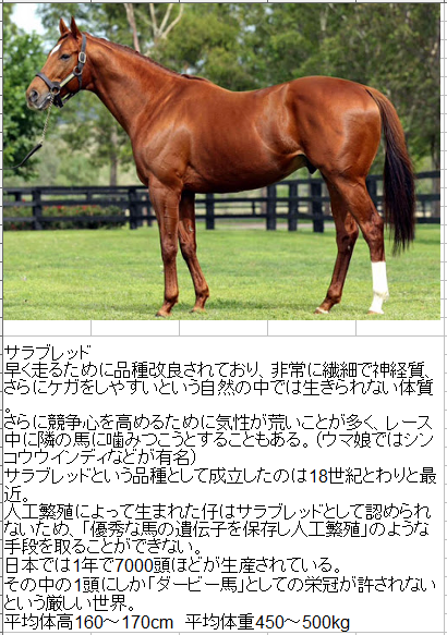 サラブレッドだけじゃない 世界中にいる魅力的なウマまとめ 話題の画像プラス