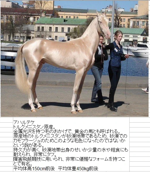 サラブレッドだけじゃない？世界中にいる魅力的なウマまとめ！
