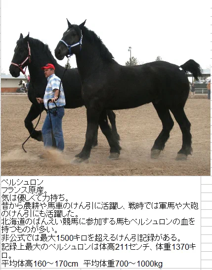 サラブレッドだけじゃない？世界中にいる魅力的なウマまとめ！