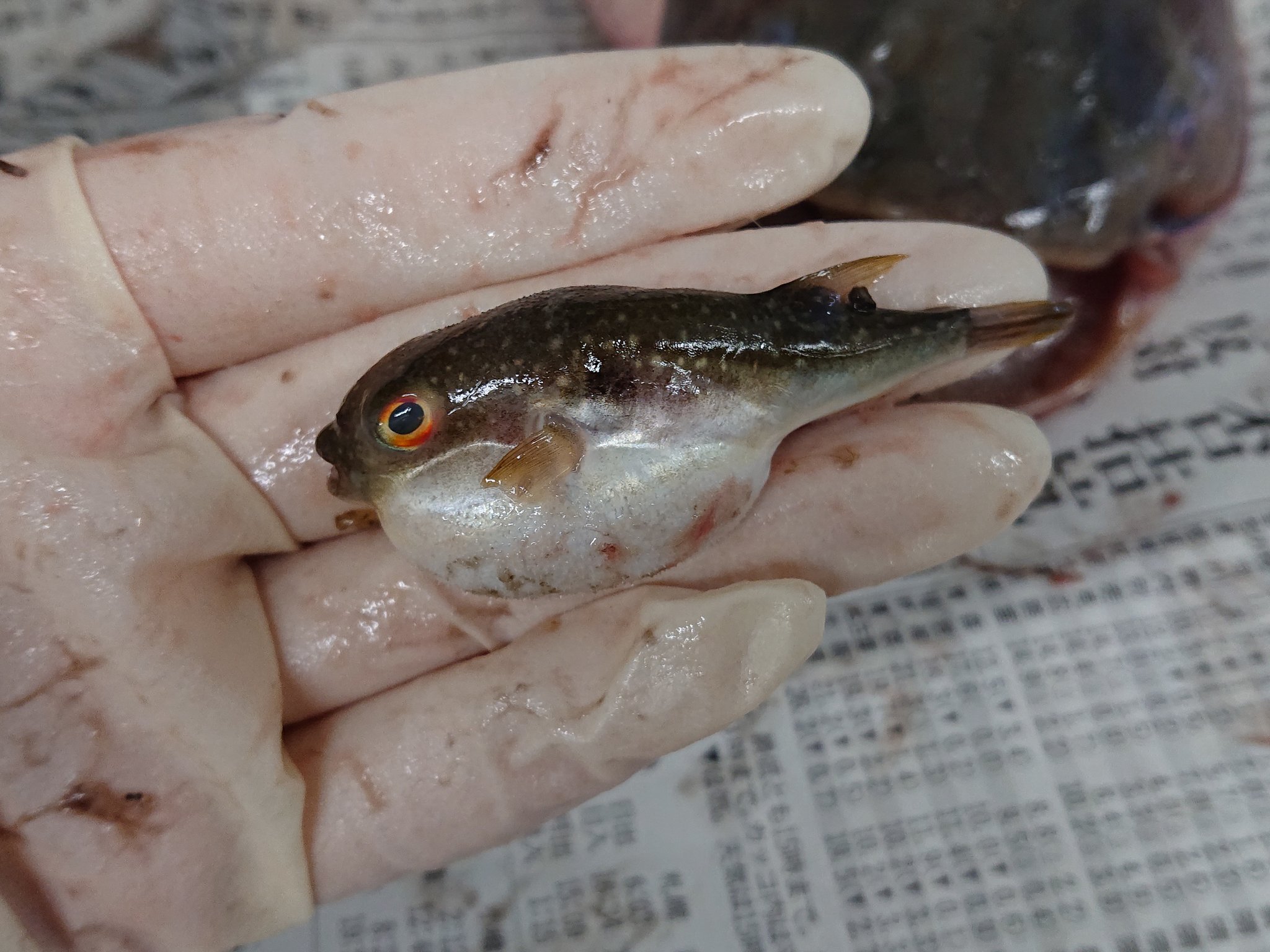 تويتر 旭川医大寄生虫学講座 على تويتر フグぅ クサフグでいいのかな ついでだからこいつのお腹も開けちゃうぞ T Co 81h9vjpbpk