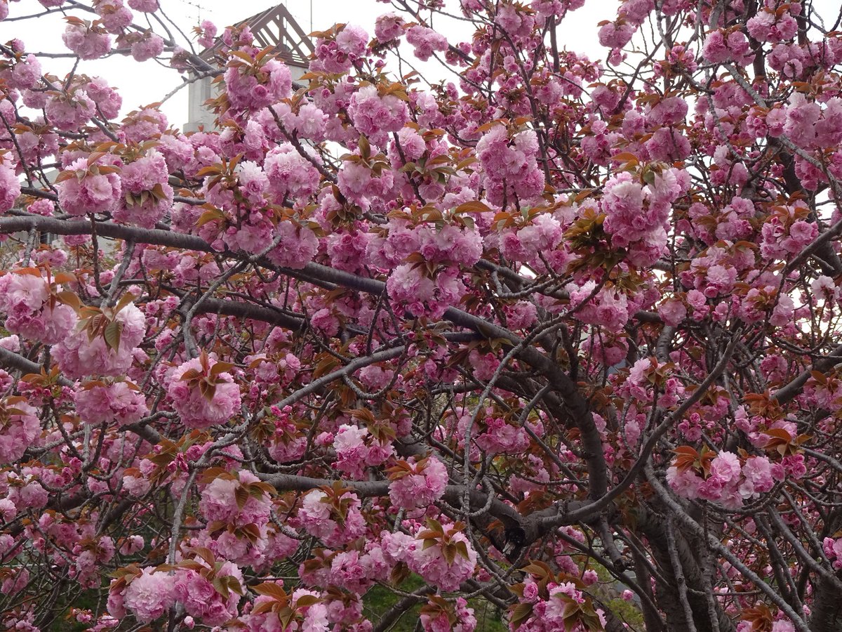 I walked along Saho River.  I found a lot of dandelions blooming, double cherry blossom and a bird sinking in water looking for bait.
佐保川沿いを散歩した時、たくさんのタンポポが咲いているの、八重桜が綺麗に咲いているの、鳥が餌を捜して水に潜っているのなどを見かけました。