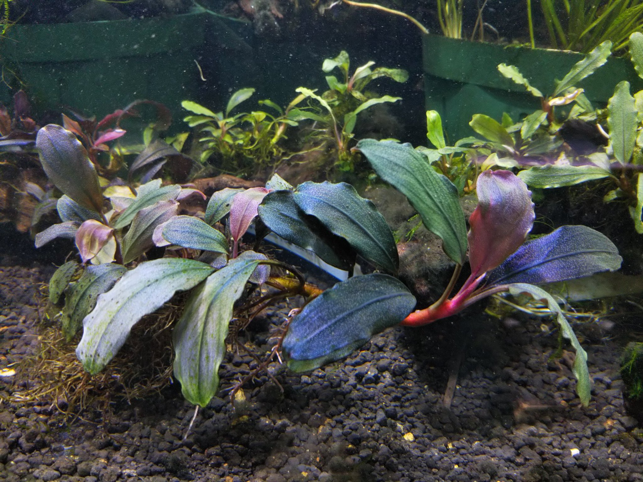 Bucephalandra sp.オリーバ （カミハタ） 特別出品】 ブセファランドラ sp.オリーバ 【カミハタ】