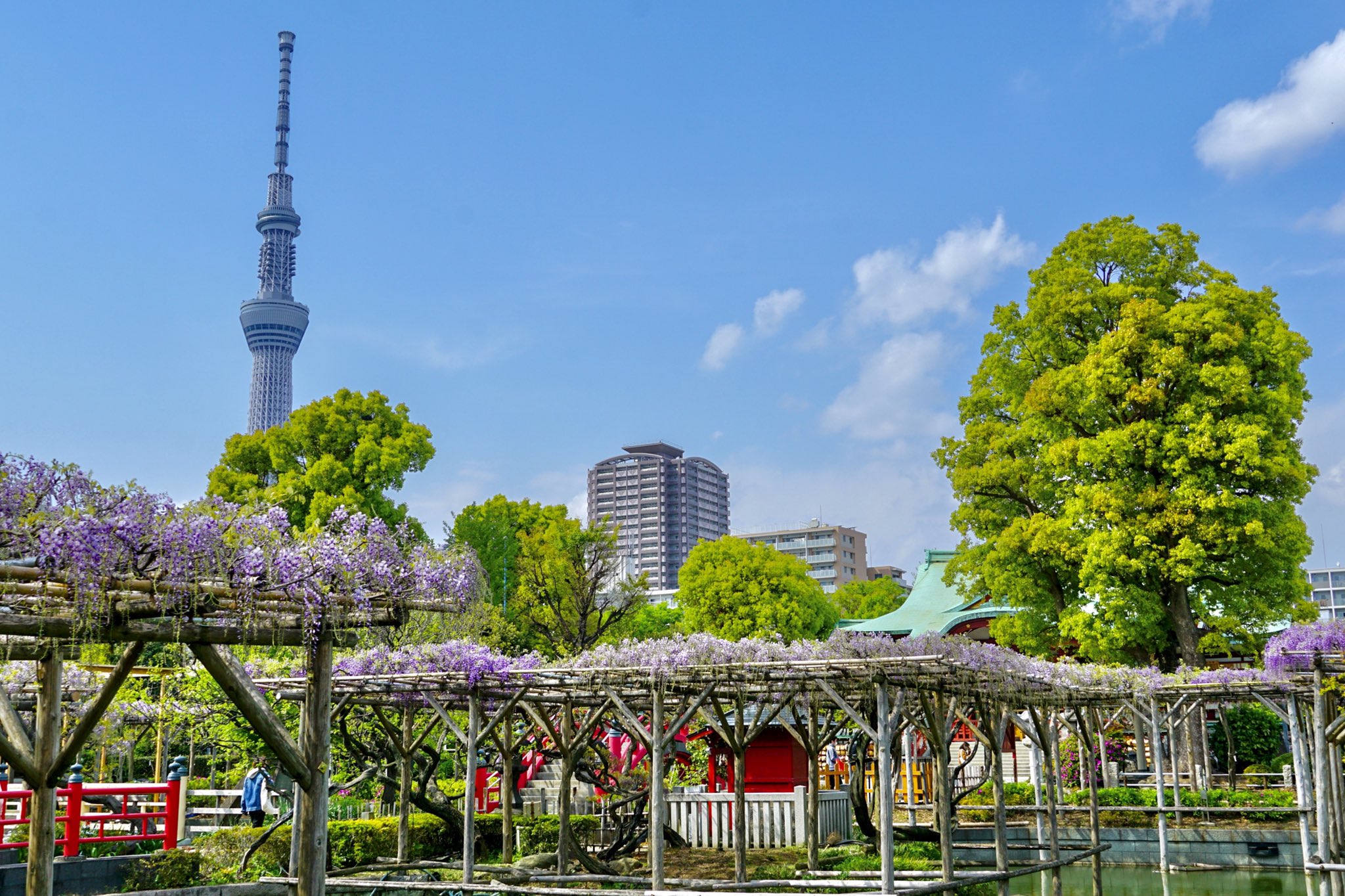 御朱印 神社メモ 亀戸天神と藤 早咲きの藤が見頃 東京スカイツリーとの共演も亀戸天神 ならでは 今年は本当に花の開花が早いです 藤まつりは4月17日からですがそれより早く空いてる中で楽しめます もう少ししたら早咲き以外も見頃を迎えそう 亀戸天