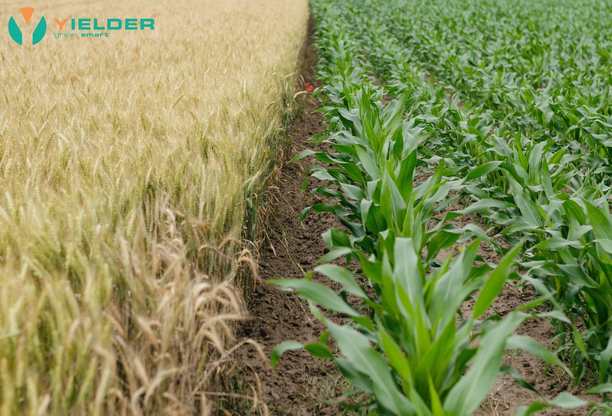YielderKE's tweet photo. Yielder app has a database of knowledge that is updated daily with fresh content from reliable sources. This helps farmers learn best ways to produce better and increase their yields. Download Yielder app from Google play store and enjoy learning! #HappyYielder https://t.co/f2s8yOvNIU