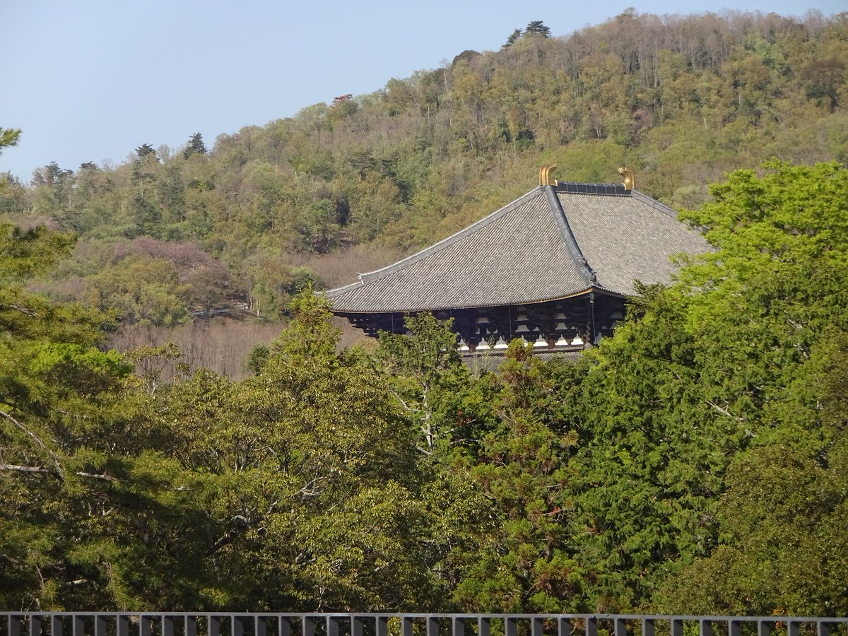From the roof of Bus terminal, I saw Great Buddha Hall of  Todaiji-Temple and Mt. Wakakusa.
バスターミナルの屋上から東大寺大仏殿や若草山が見えました。