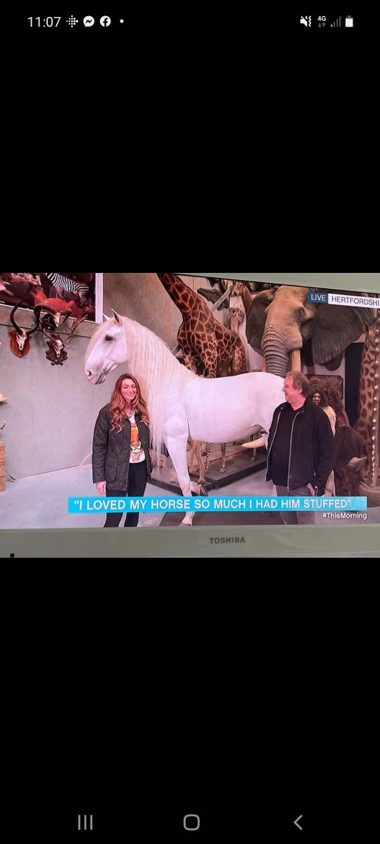 rembob11's tweet photo. @thismorning is it just me or does this horse look more than happy to be stuffed 🍆 https://t.co/8ULjSfICCu
