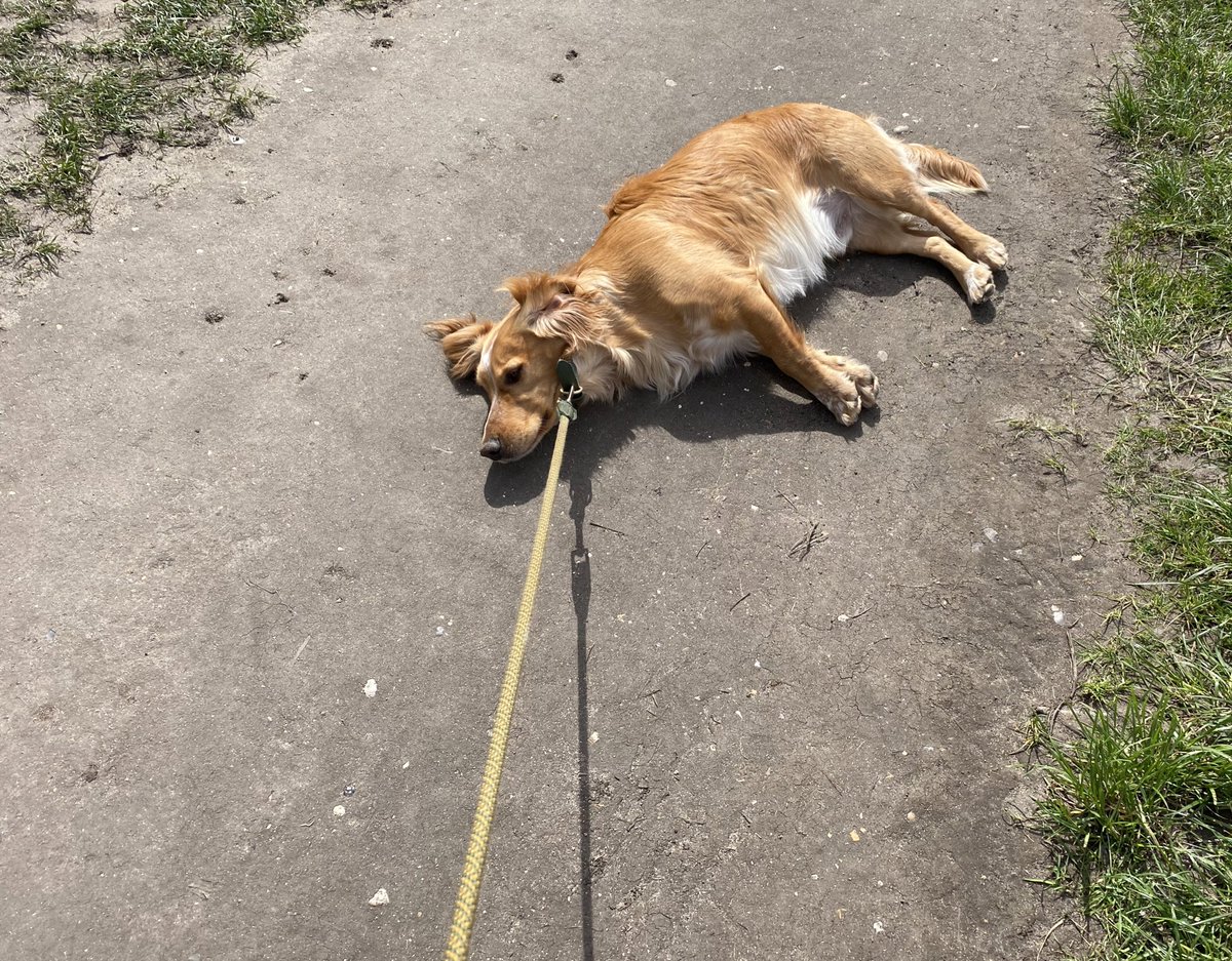 DavidMuttering's tweet photo. Five minutes into our walk, and Willoughby refuses to go any further without snacks. https://t.co/7OTGf0tM4J