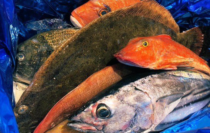 お魚 高画質 のtwitterイラスト検索結果 お魚 高画質 のtwitterイラスト検索結果