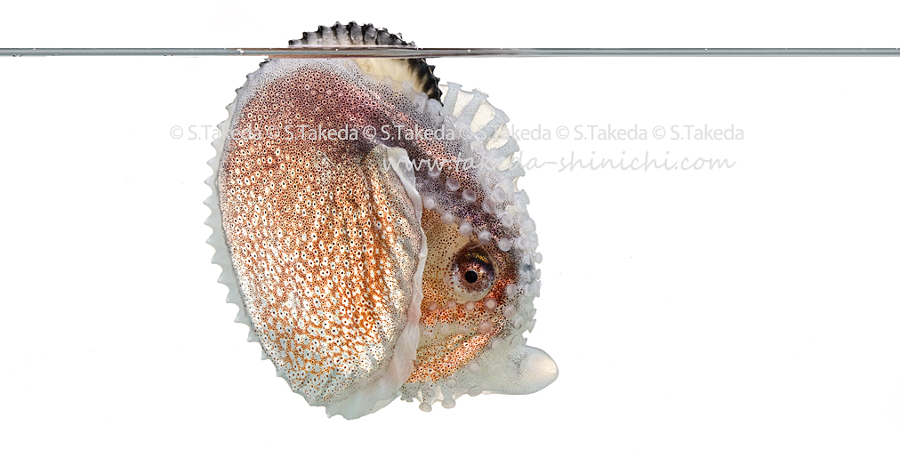 武田晋一 何のためにアオイガイはうちわ状の触手で殻を覆うのか そこで殻が作られるということは 殻を大きくしたり補修したりしているのでしょうかね 因みに カタツムリにも似たようなことをするものがいて 殻を作る場所である 外套膜を伸ばして 殻を