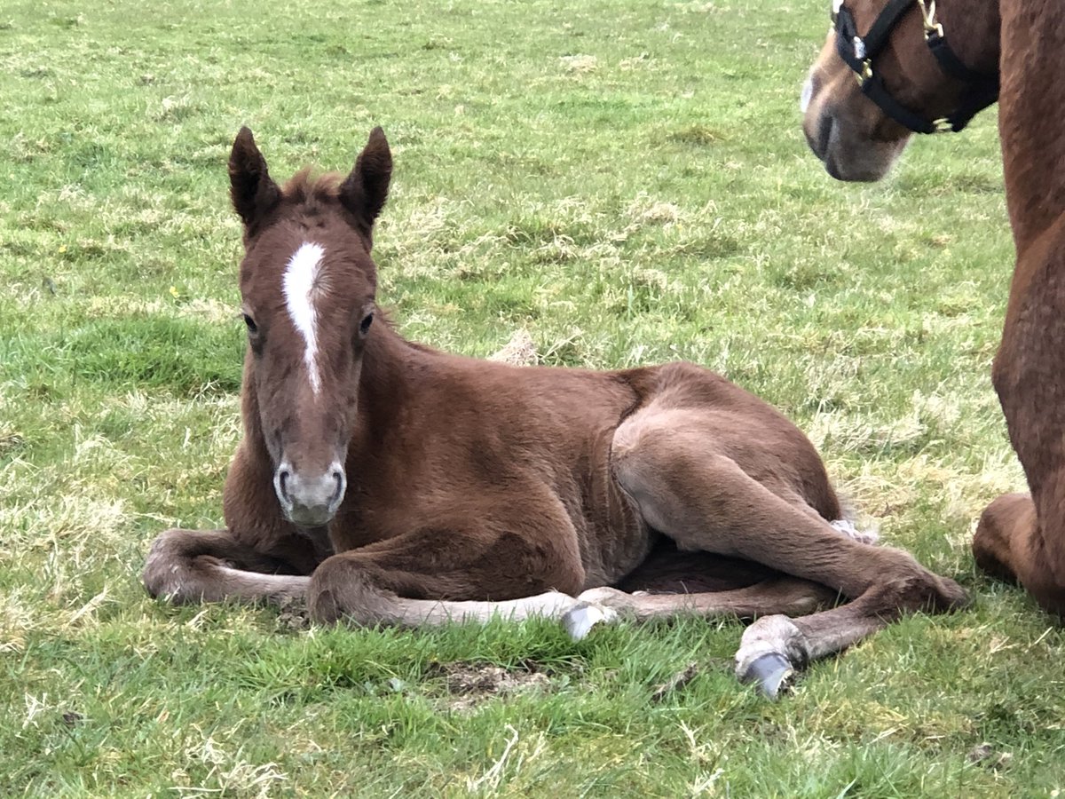 tarnbrookstud's tweet image. Filly foal born this morning by Portamento (Sharmadal) out of Sir Percy mare, Annie Besant