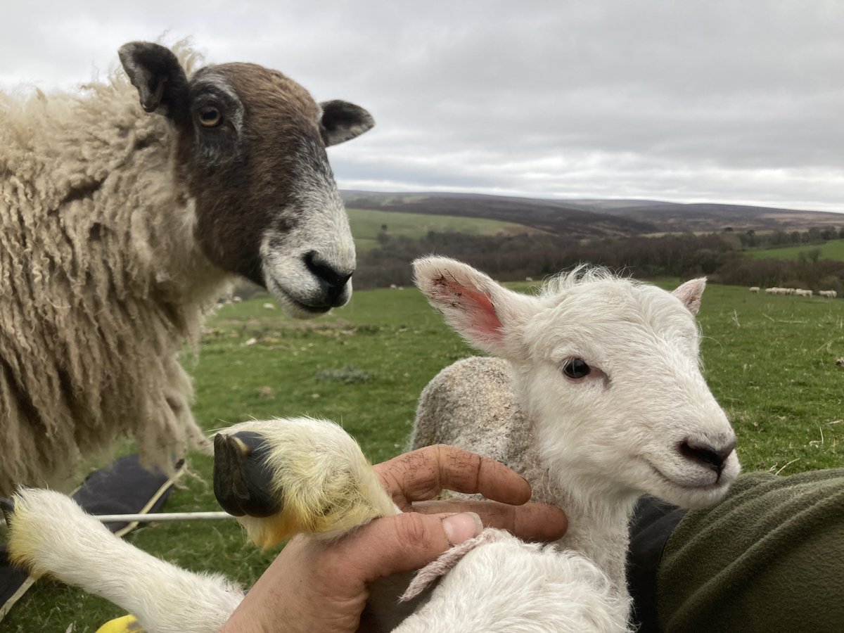 Lambing on foot due to a break down and the novelty of being attacked by “good mothers” is starting to wear thin #sheep365