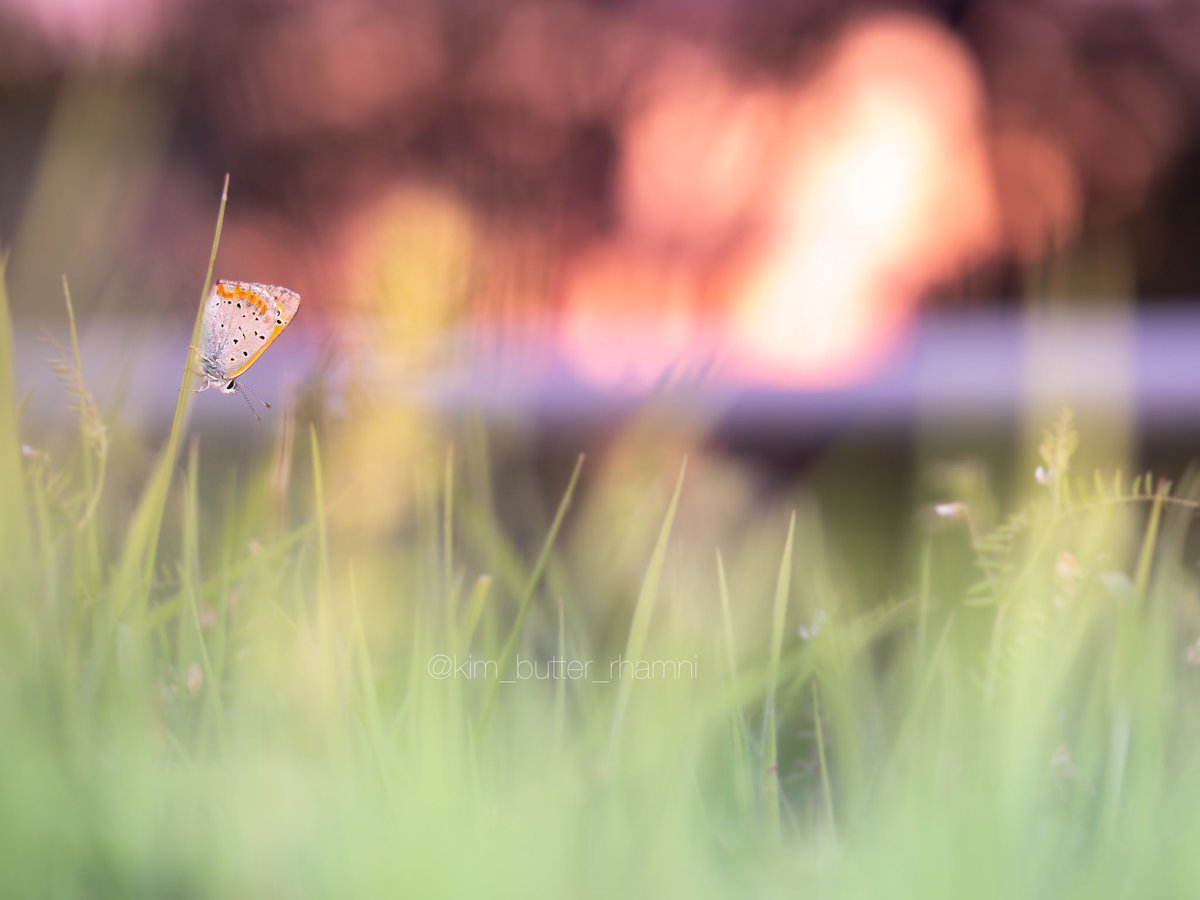 夕焼けに染る   ベニシジミ