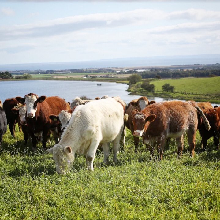 PastureForLife's tweet image. Scotland #PFLA farmers are #naturefriendly &amp;amp; their livestock are 100% #pasturefed.

We encourage (loudly, it’s true 🙂) #ScottishElections2021 candidates to confirm support for these practices and ensure future #agpolicy reflects this 🏴󠁧󠁢󠁳󠁣󠁴󠁿