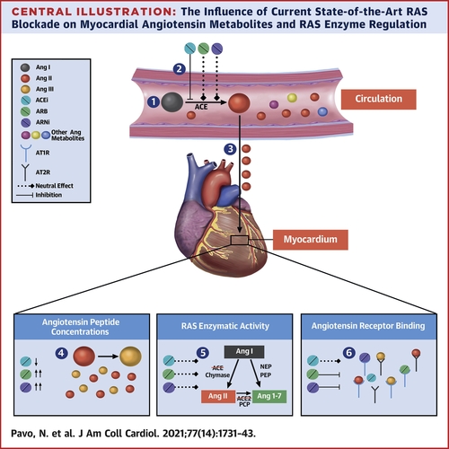 Deep insights into tissue angiotensin metabolism of the heart by @noemi_pavo @_HeartFailure_ 
authors.elsevier.com/a/1csDu_GjkROG…
with great editorial by @JJheart_doc
#heartfailure #HFrEF