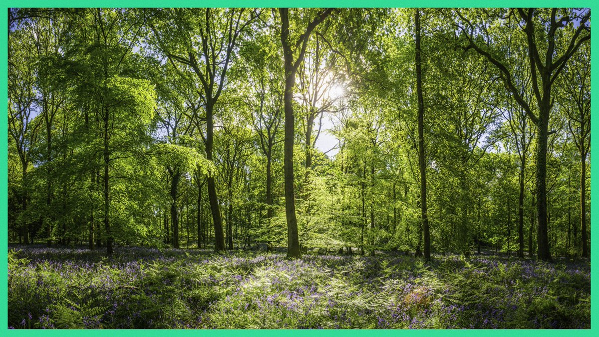 Lesley Mackinnon (lesleymackinnon) Twitter