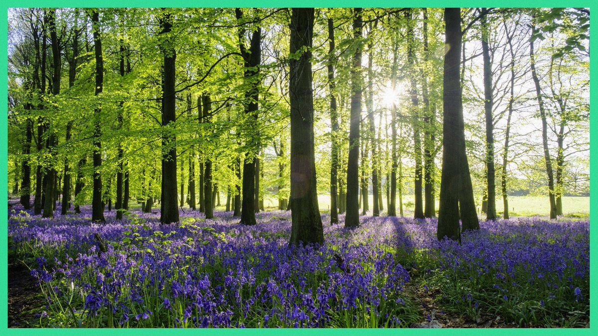 .<a href="/ZacGoldsmith/">Zac Goldsmith</a> will you help to #ReforestEngland by setting a long-term tree cover target? 

Trees are vital in the fight against climate breakdown and flooding. 

We have the space to double tree cover while growing the right trees in the right places.