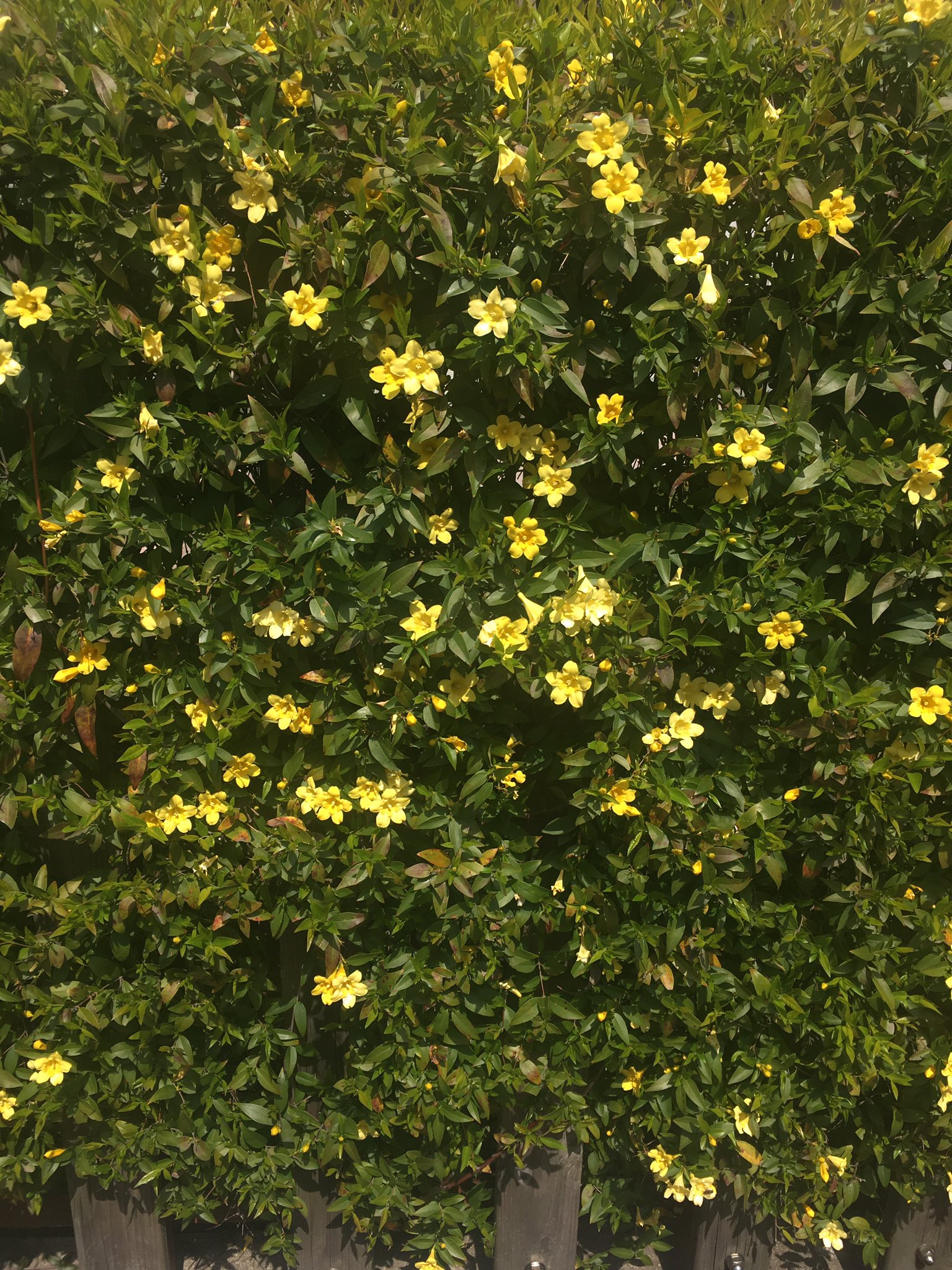 公園おじさん 街角の カロライナジャスミン マンションの生垣に黄色い花が楽しげに咲いてました 樹木 草花 T Co Qqt9vjcjad Twitter