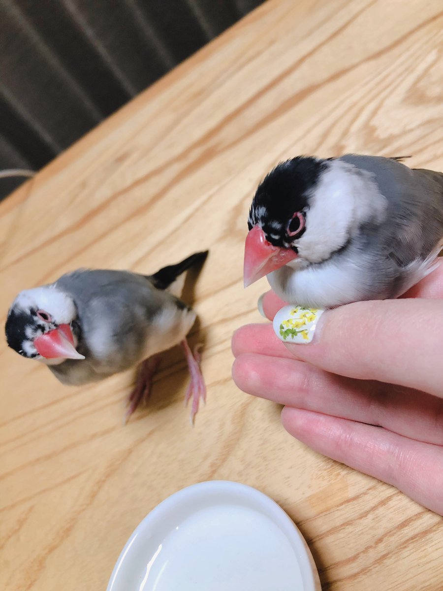 コースケ Go Kohske Twitter コースケ Go Kohske Twitter