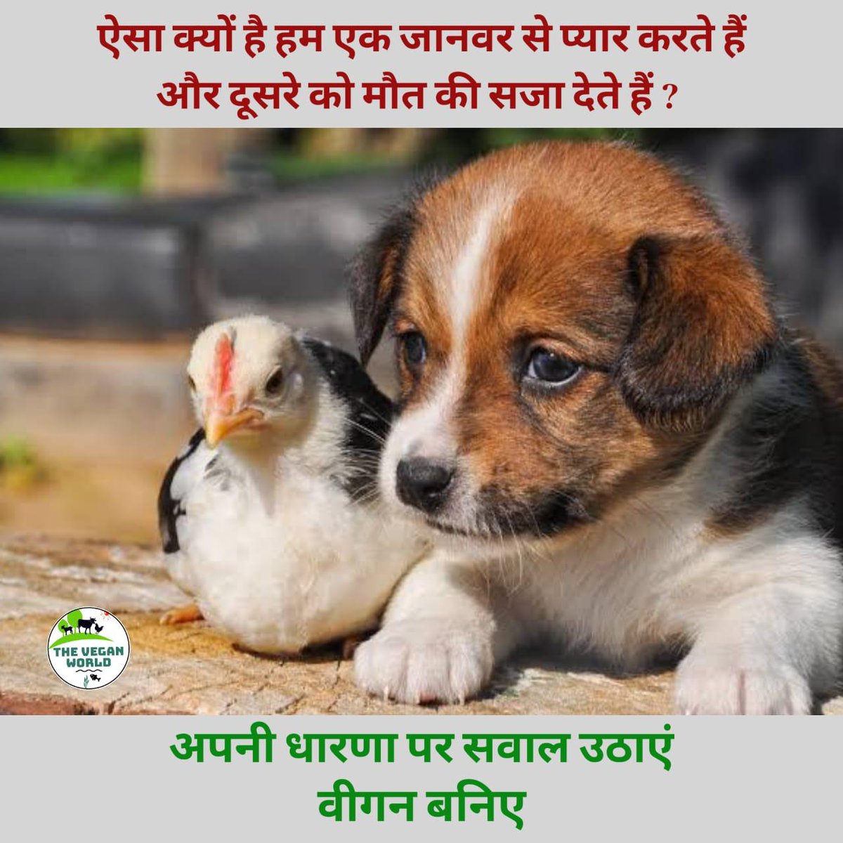 Vegan India Movement tweet media