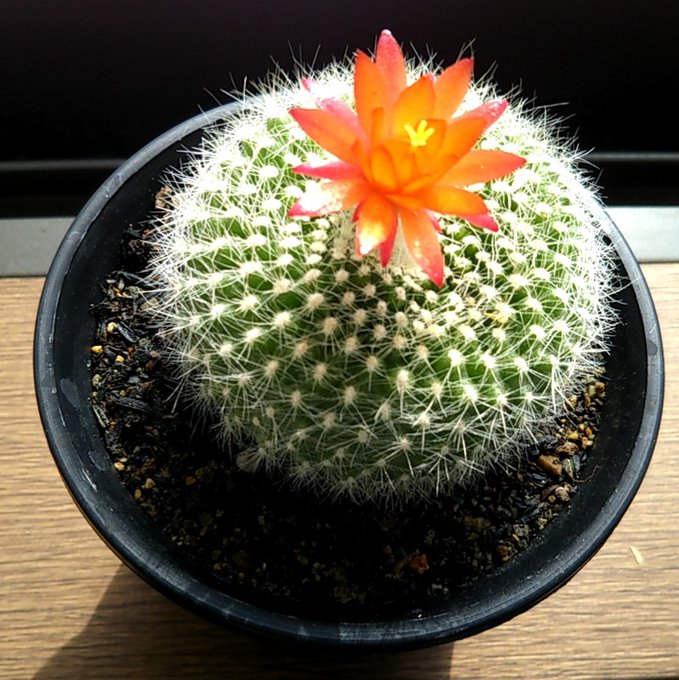 サボテンのtwitterイラスト検索結果