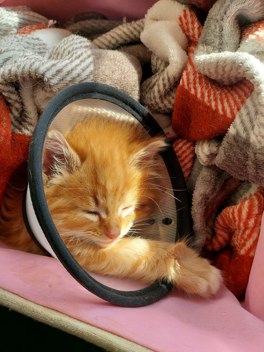 Toby King tweet media