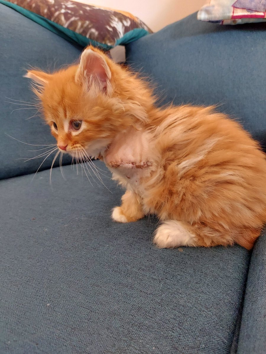 Toby King tweet media