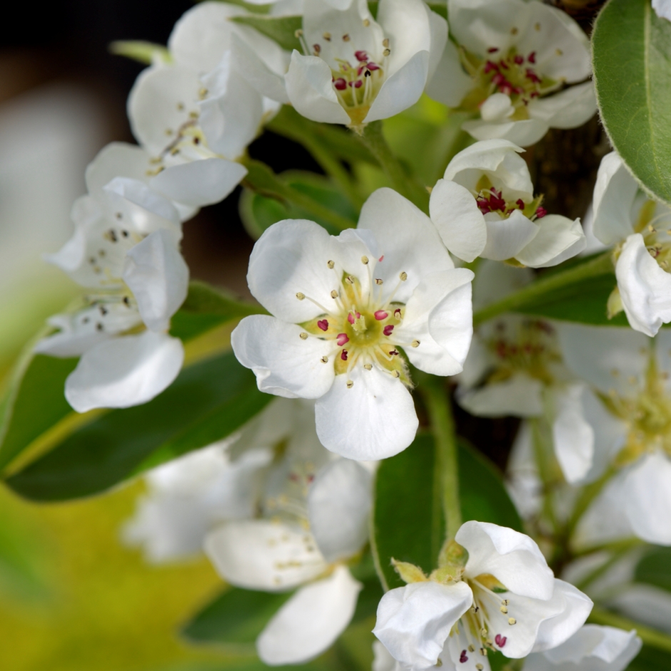 GC_Association's tweet image. Bringing you some #TuesdayCheer in the form of some of the plants currently looking lovely across the country and helping give us all lots of smile about as spring keeps on coming!