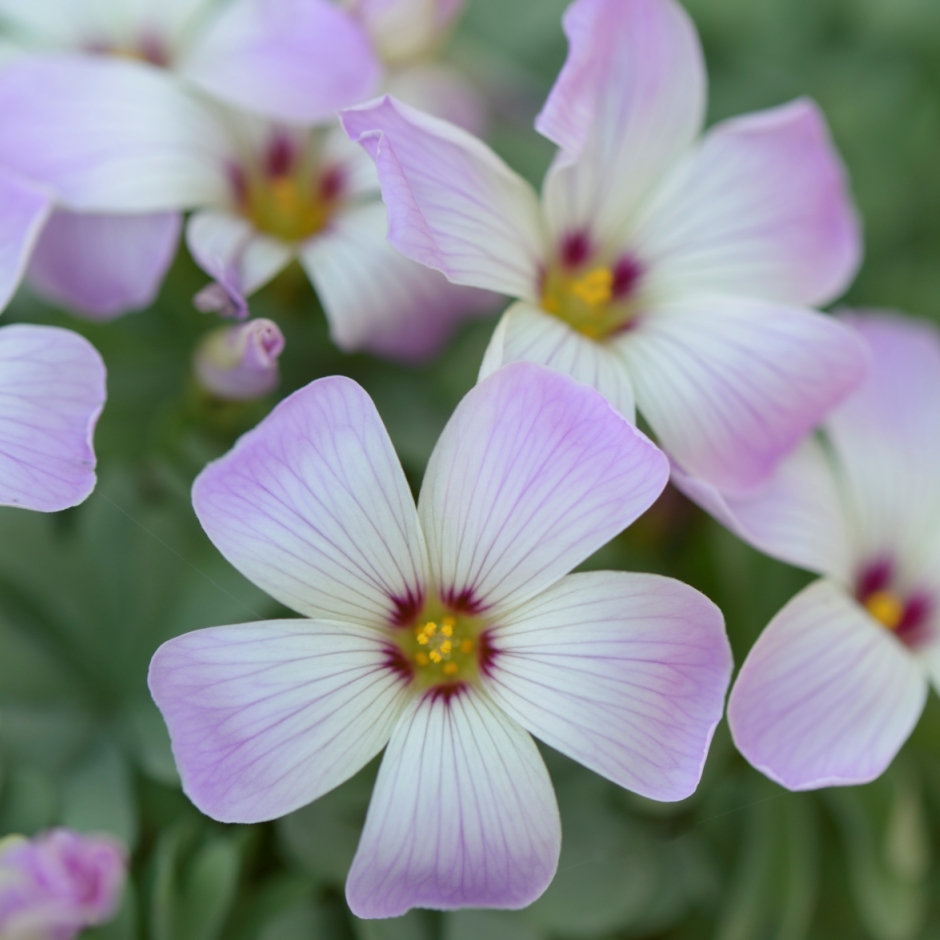 GC_Association's tweet image. Bringing you some #TuesdayCheer in the form of some of the plants currently looking lovely across the country and helping give us all lots of smile about as spring keeps on coming!